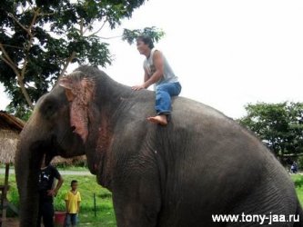 Тони Джаа на слоне