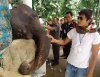 Тони Джаа в госпитале утешает слона