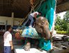 Тони Джаа в госпитале у слонихи