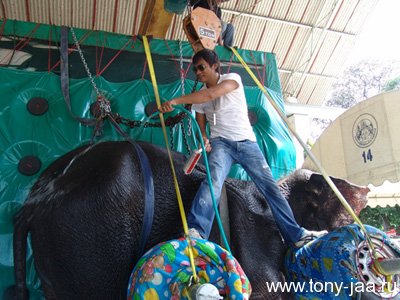 Тони Джаа  навещает слониху